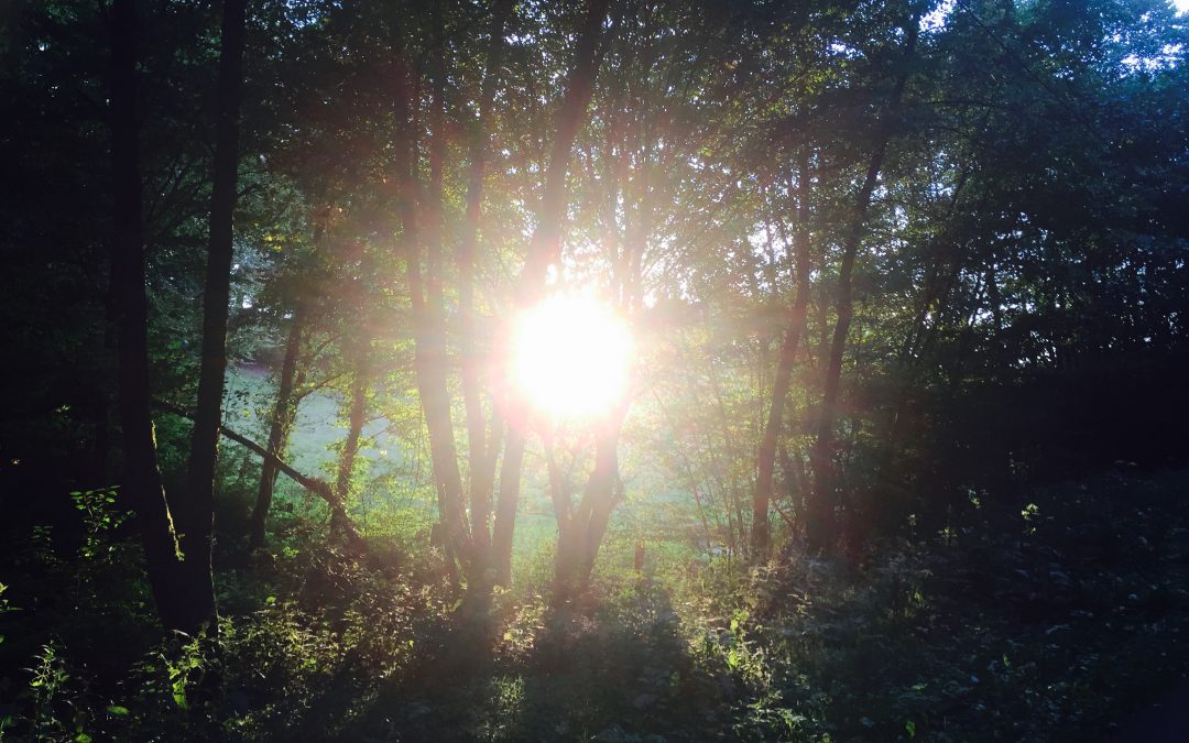 Chaque brin d’herbe a son ange…